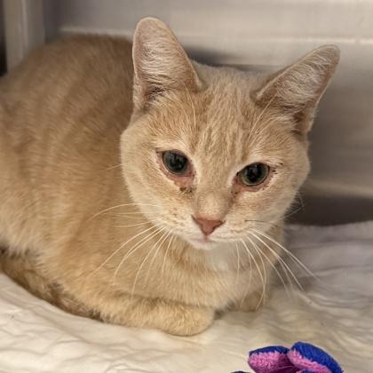 Enlarge Tiffani, a ADOPTABLE mixed breed in Lansing, MI image 1/1