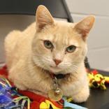 Enlarge Tiffani, a ADOPTABLE mixed breed in Lansing, MI image 1/4