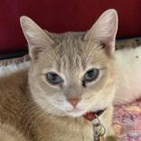 Enlarge Tiffani, a ADOPTABLE mixed breed in Lansing, MI image 3/4