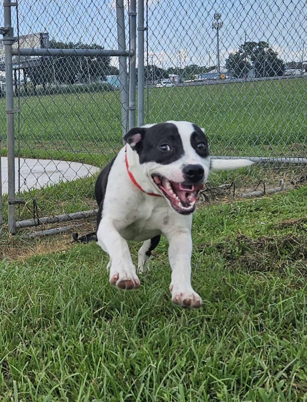 River 58846990, a Adoptable mixed breed in Harvey , LA image 2/6