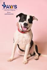 River 58846990, a Adoptable mixed breed in Harvey , LA image 1/6