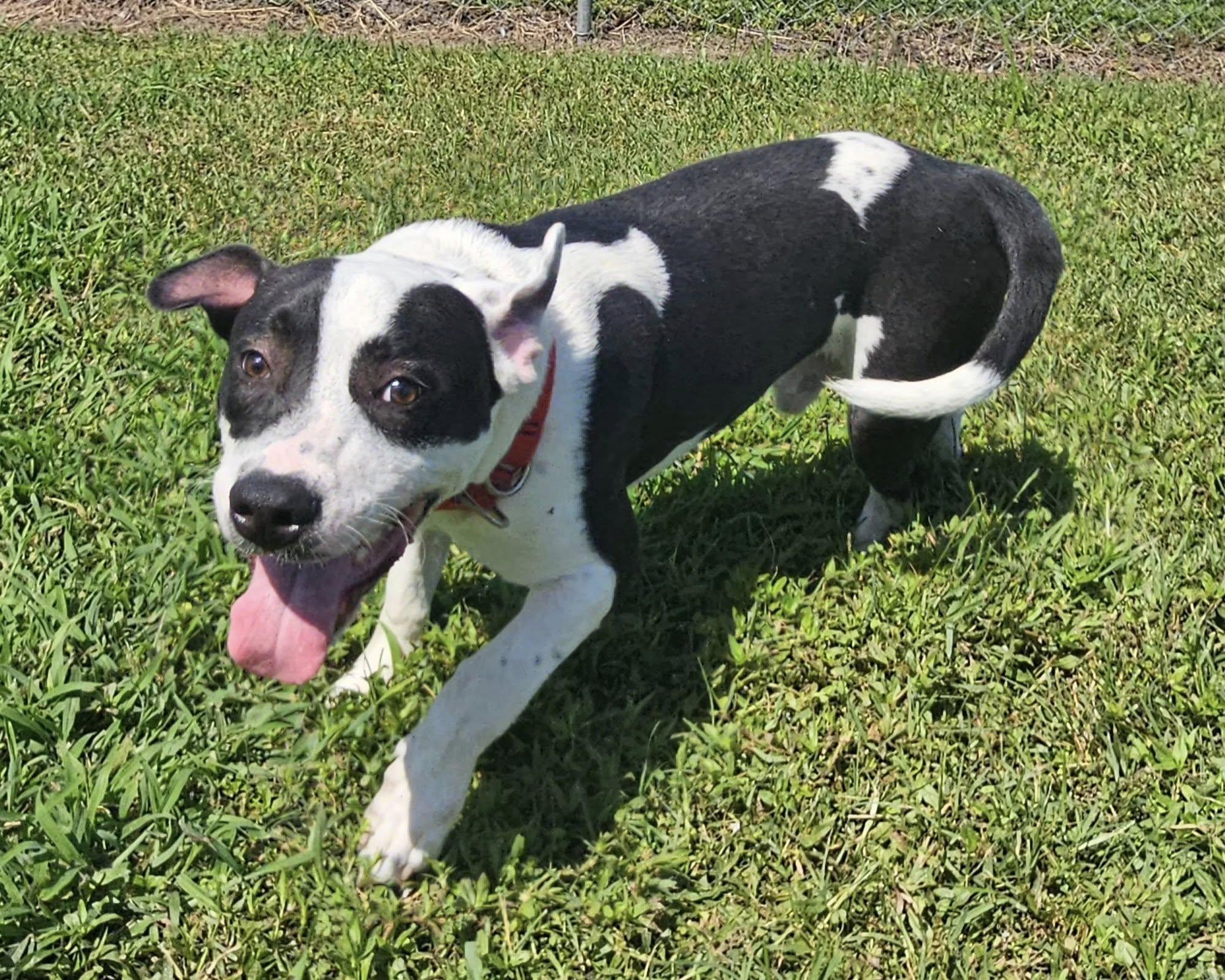 River 58846990, a Adoptable mixed breed in Harvey , LA image 5/6