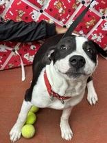 River 58846990, a Adoptable mixed breed in Harvey , LA image 3/6