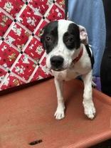 River 58846990 Pit Bull Terrier Dog