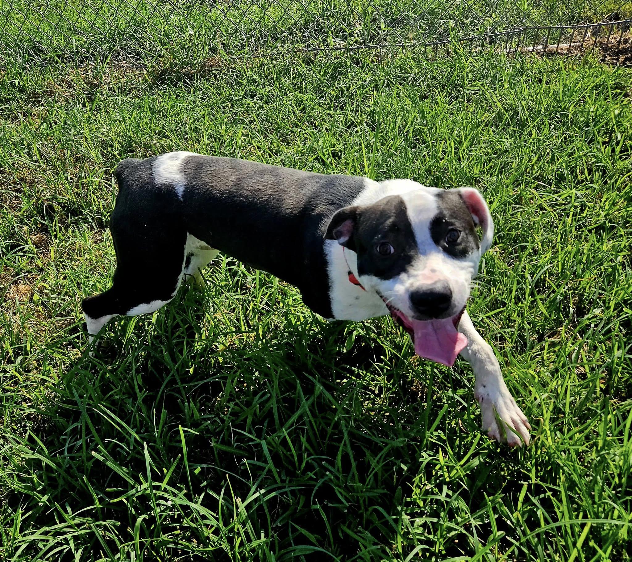 River 58846990, a Adoptable mixed breed in Harvey , LA image 6/6