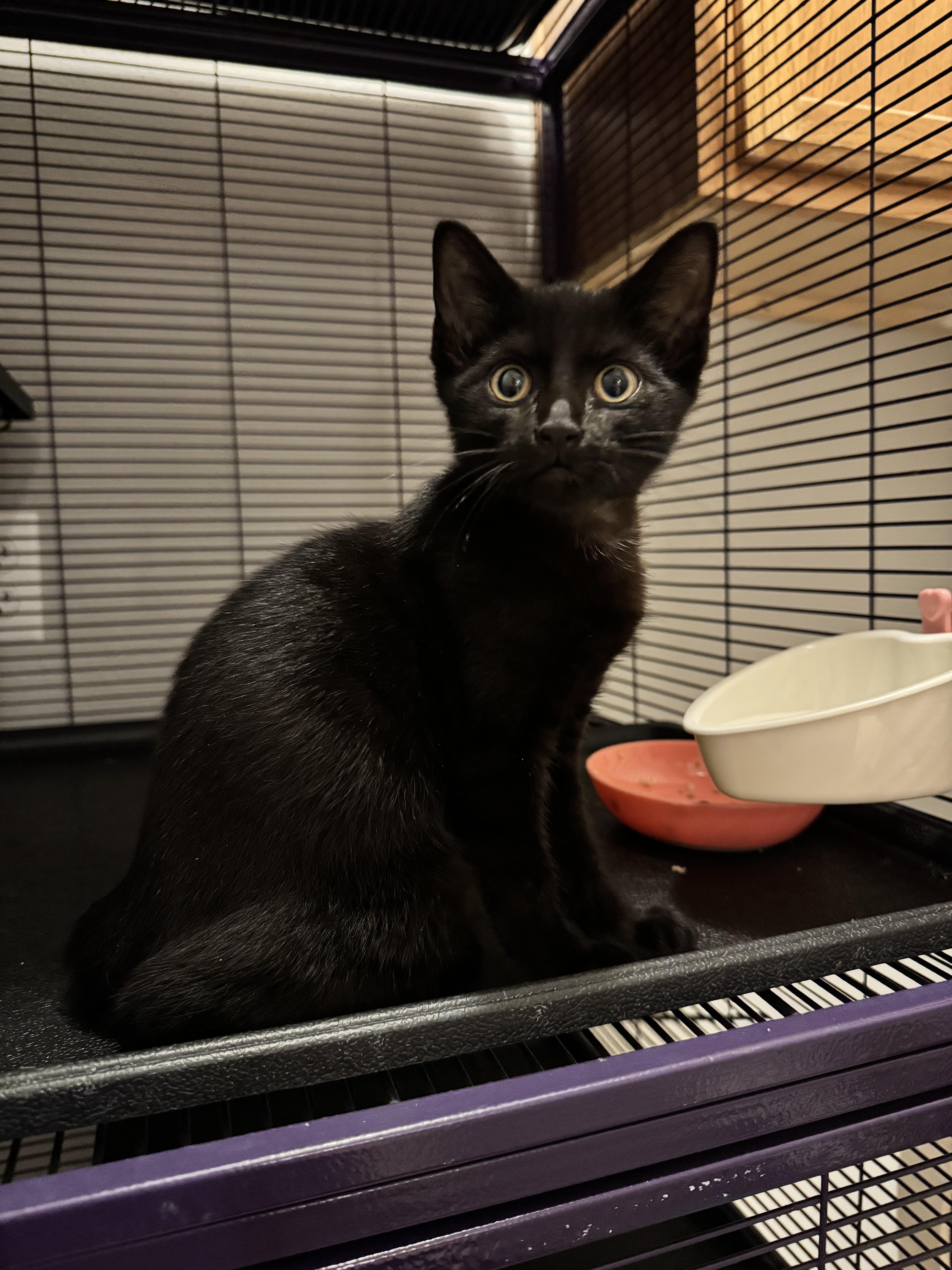 Marty, Adopted, Kitten Male Domestic Short Hair.
