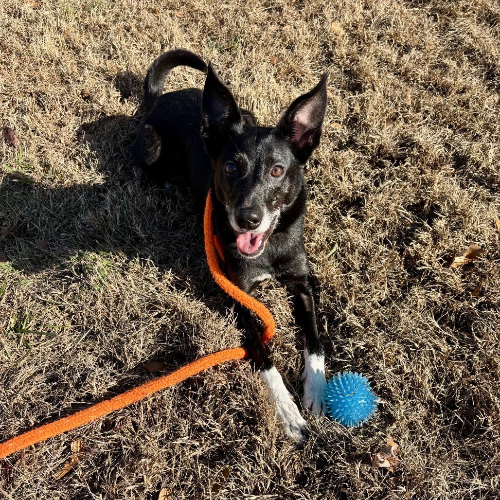 Niko, Adoptable, Adult Male Border Collie.
