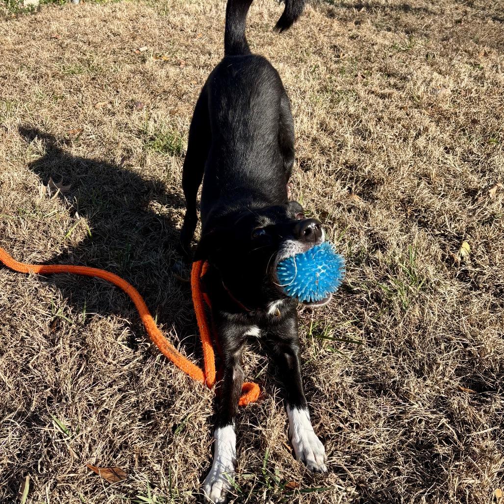 Niko, a Adoptable Border Collie in Chesapeake, VA image 3/3