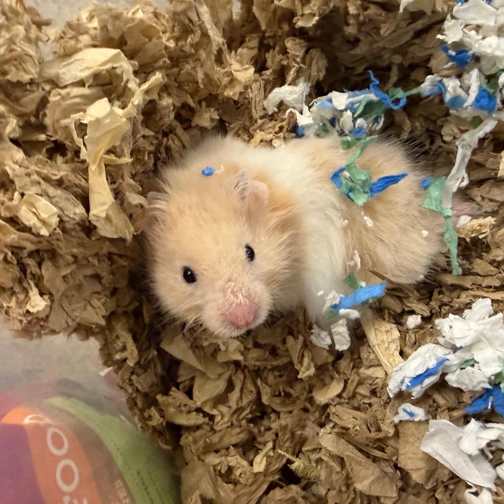 Enlarge Eminem, an adopted Hamster in Medford, NY image 1/1