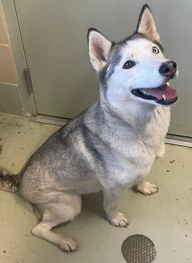 LUCY, Adoptable, Adult Female Husky.