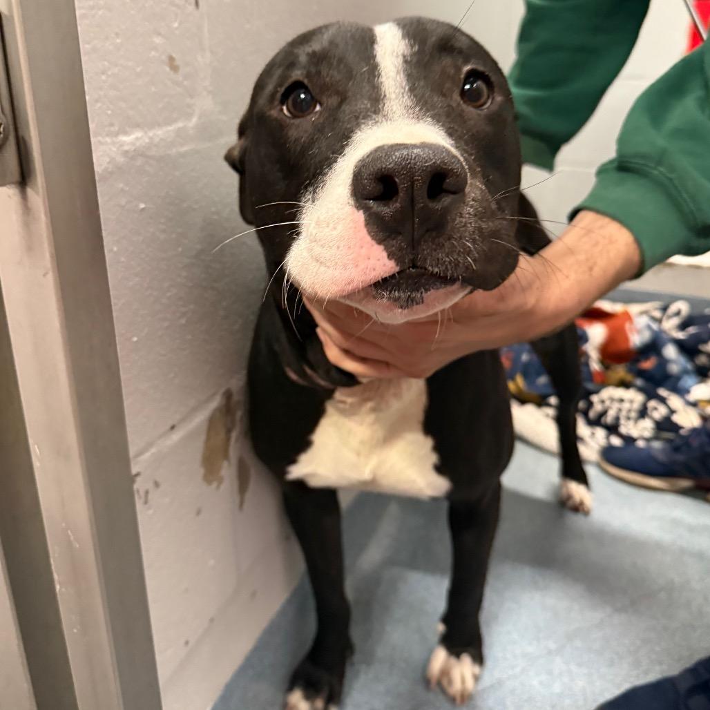 Enlarge Haven, a Adoptable Mixed Breed in Gainesville, FL image 1/1