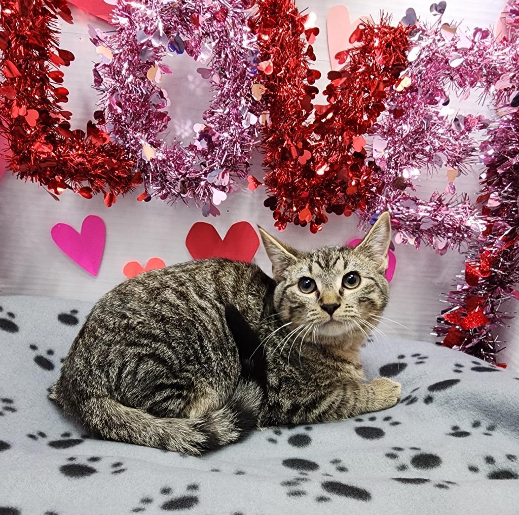 Enlarge Vox, a Adoptable mixed breed in Washington Court House, OH image 1/1