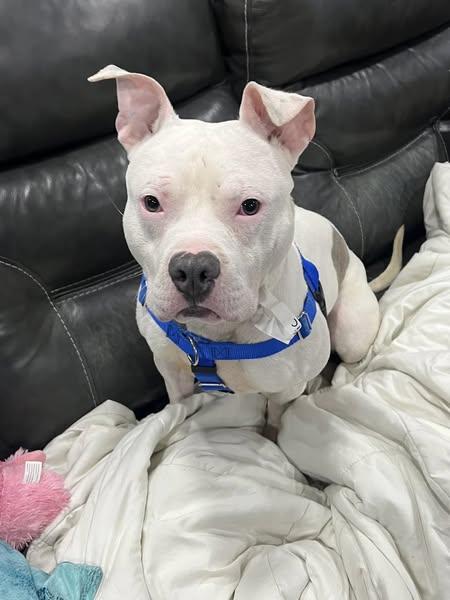 Vic, a Adopted mixed breed in Blue Island, IL image 3/5