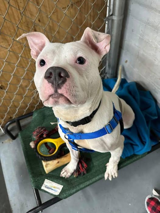 Vic, Adopted, Young Male Mixed Breed.