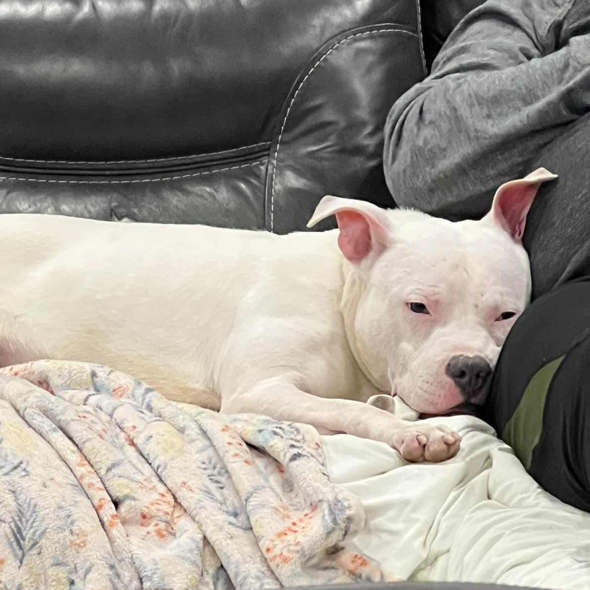 Vic, a Adopted mixed breed in Blue Island, IL image 4/5