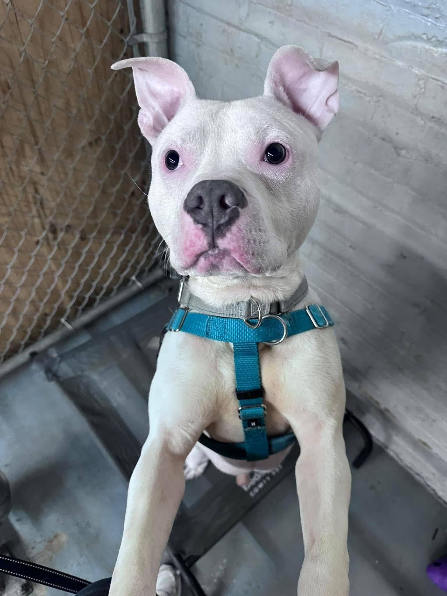 Vic, a Adopted mixed breed in Blue Island, IL image 2/5