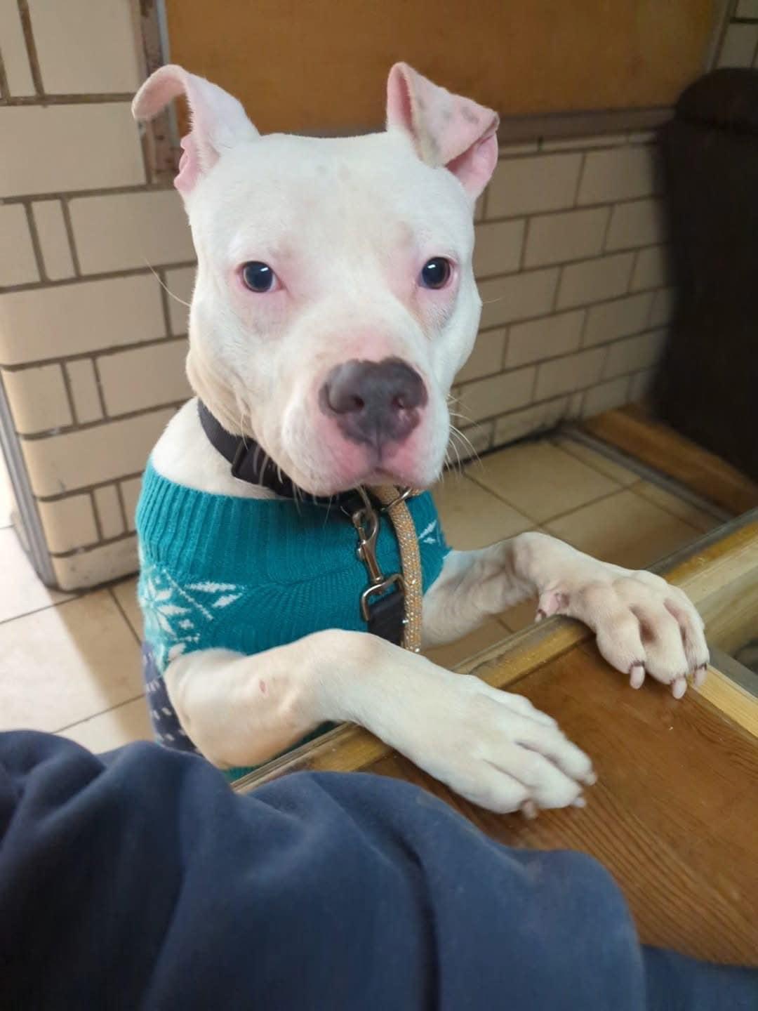 Vic, a Adopted mixed breed in Blue Island, IL image 5/5