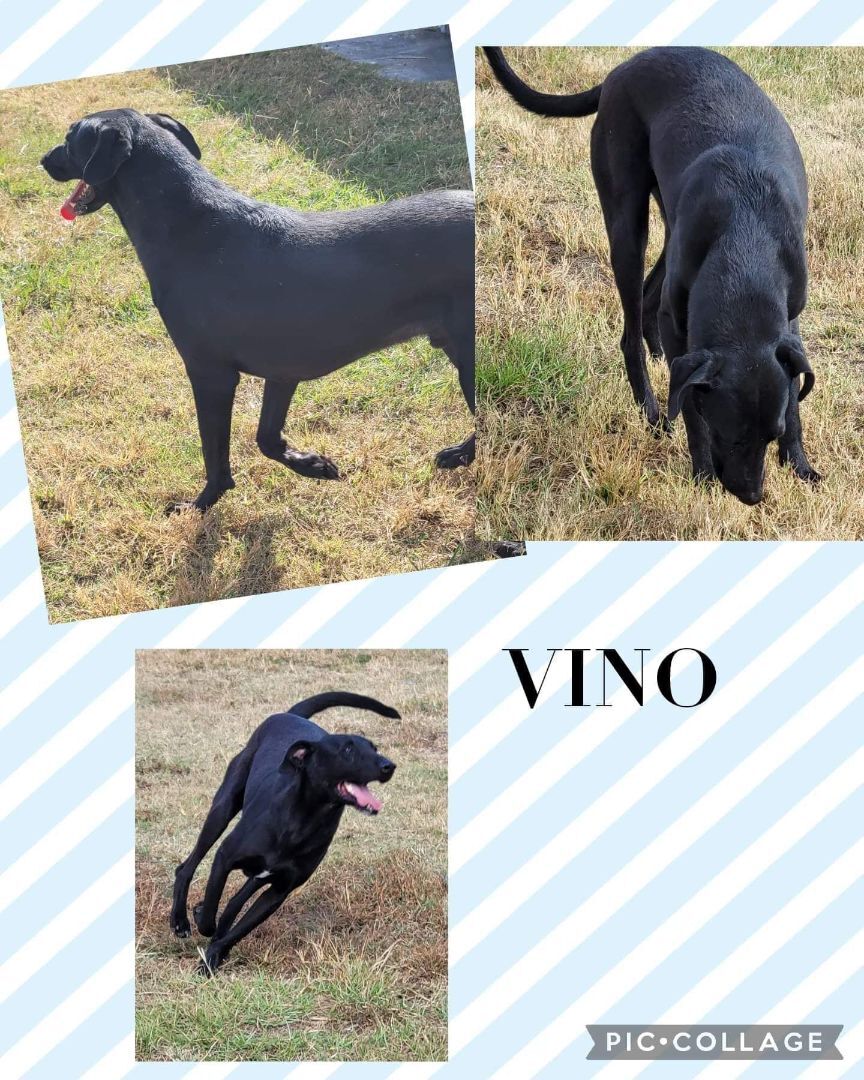Vino, a Adoptable mixed breed in Manchester, CT image 1/2
