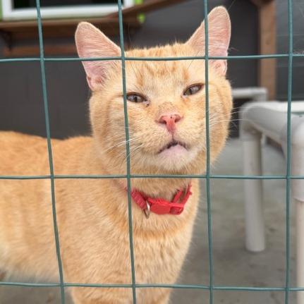 Hughes, Adoptable, Young Male Domestic Short Hair.