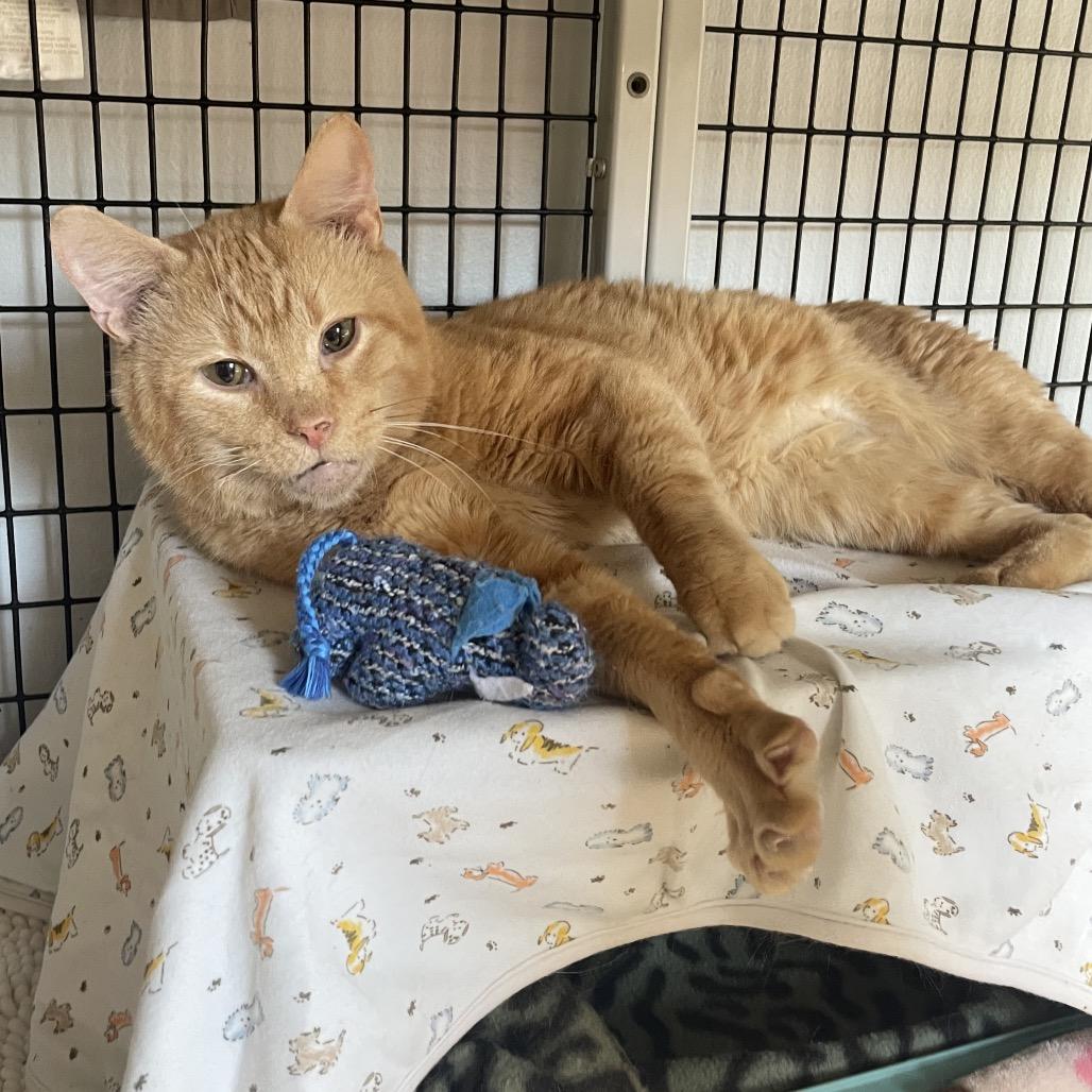 Hughes, Adoptable, Young Male Domestic Short Hair.