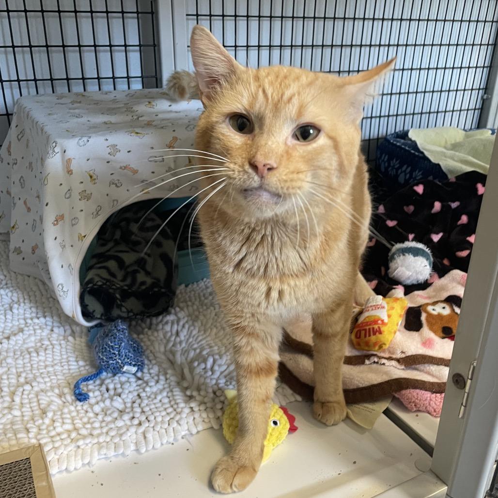 Enlarge Hughes, a Adoptable Domestic Short Hair in Edwardsville, IL image 3/6