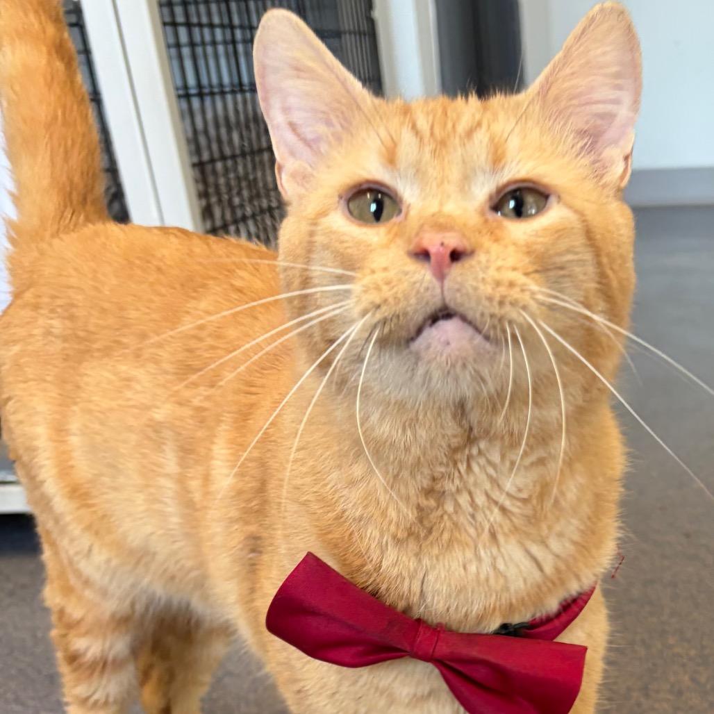 Hughes, a Adoptable Domestic Short Hair in Edwardsville, IL image 3/6