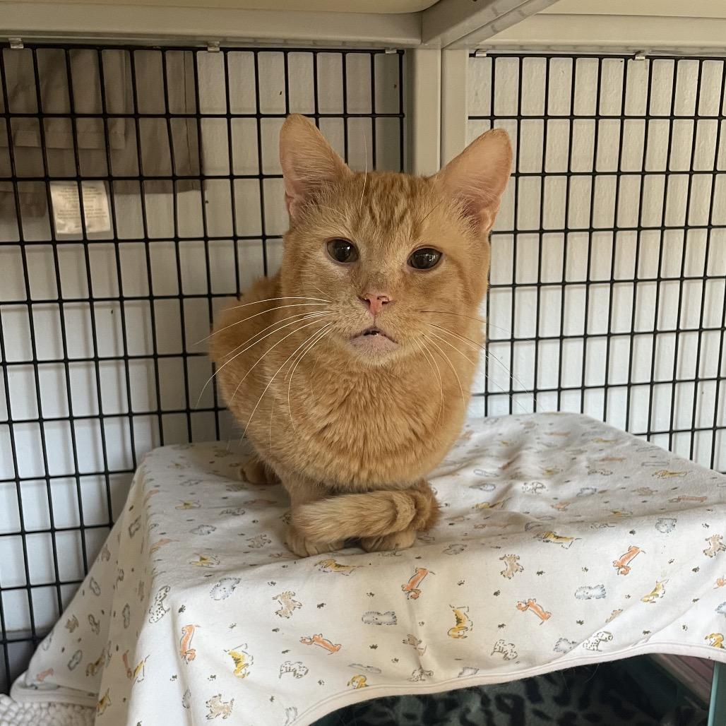 Enlarge Hughes, a Adoptable Domestic Short Hair in Edwardsville, IL image 4/6