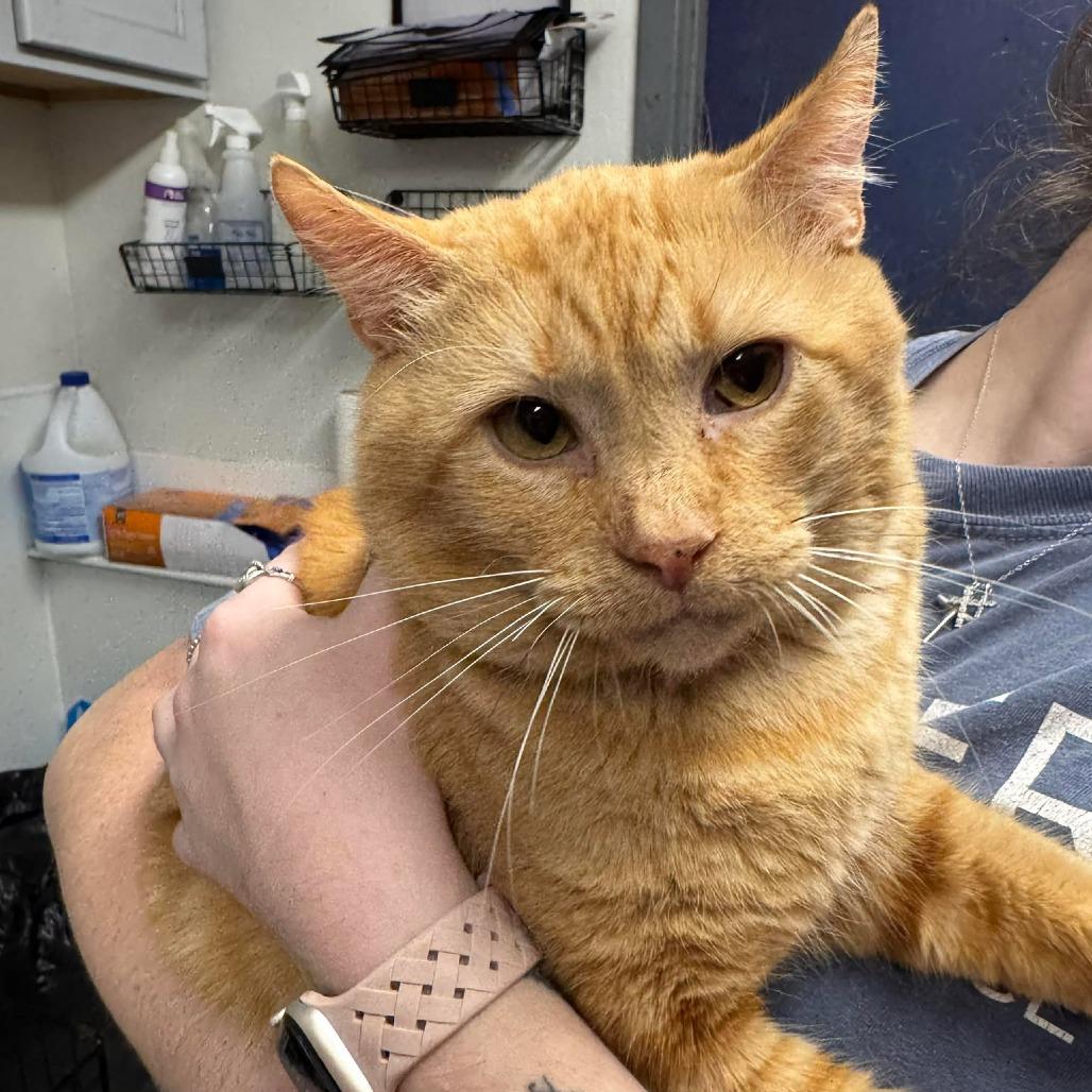 Enlarge Hughes, a Adoptable Domestic Short Hair in Edwardsville, IL image 5/6