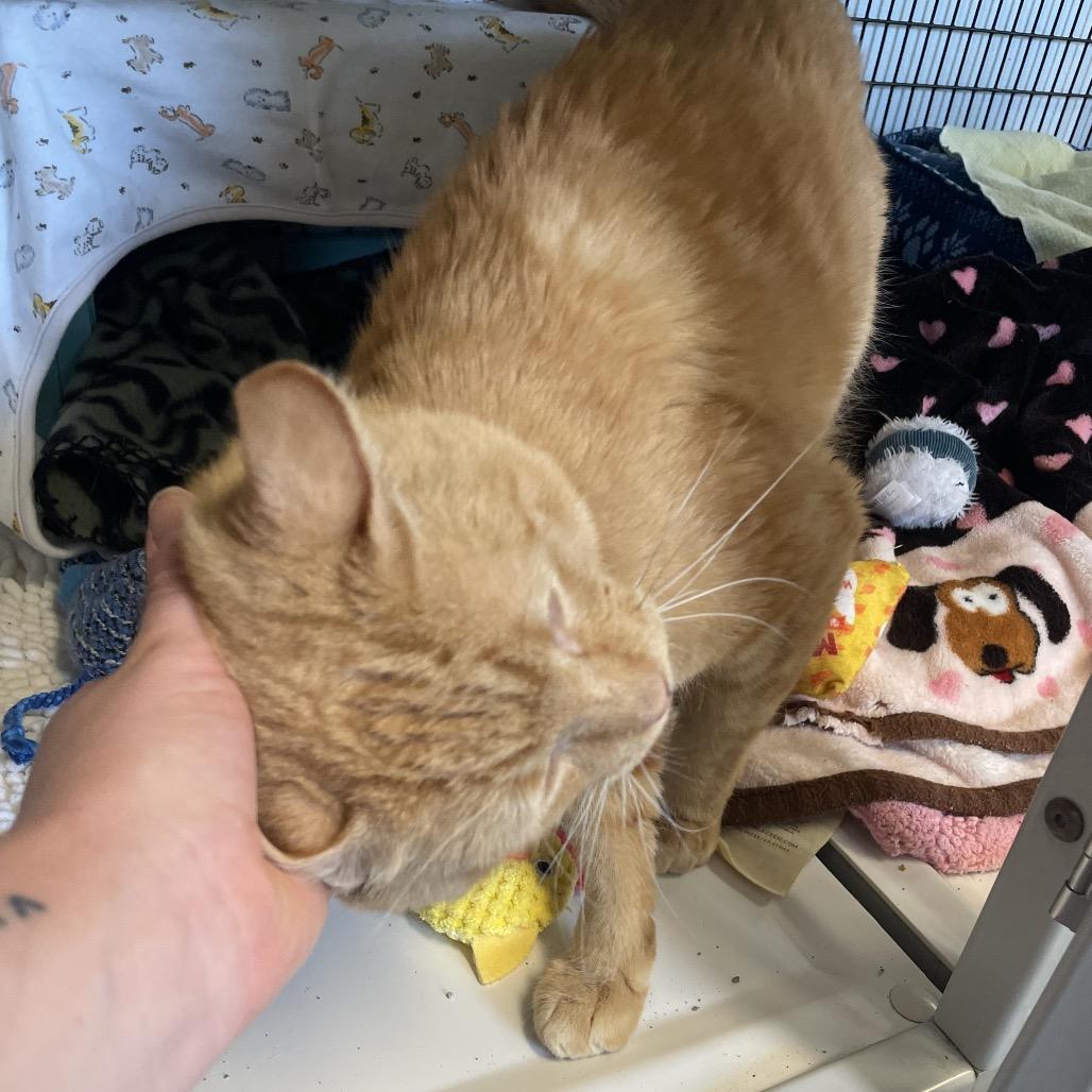 Enlarge Hughes, a Adoptable Domestic Short Hair in Edwardsville, IL image 6/6