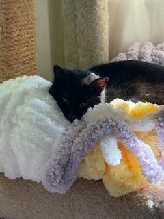 Enlarge Maya, a Adoptable Domestic Short Hair in Sterling, VA image 5/6