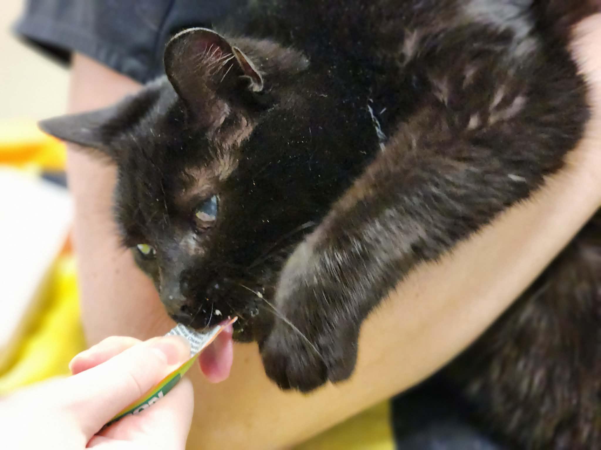 Enlarge Maya, a Adoptable Domestic Short Hair in Sterling, VA image 3/6