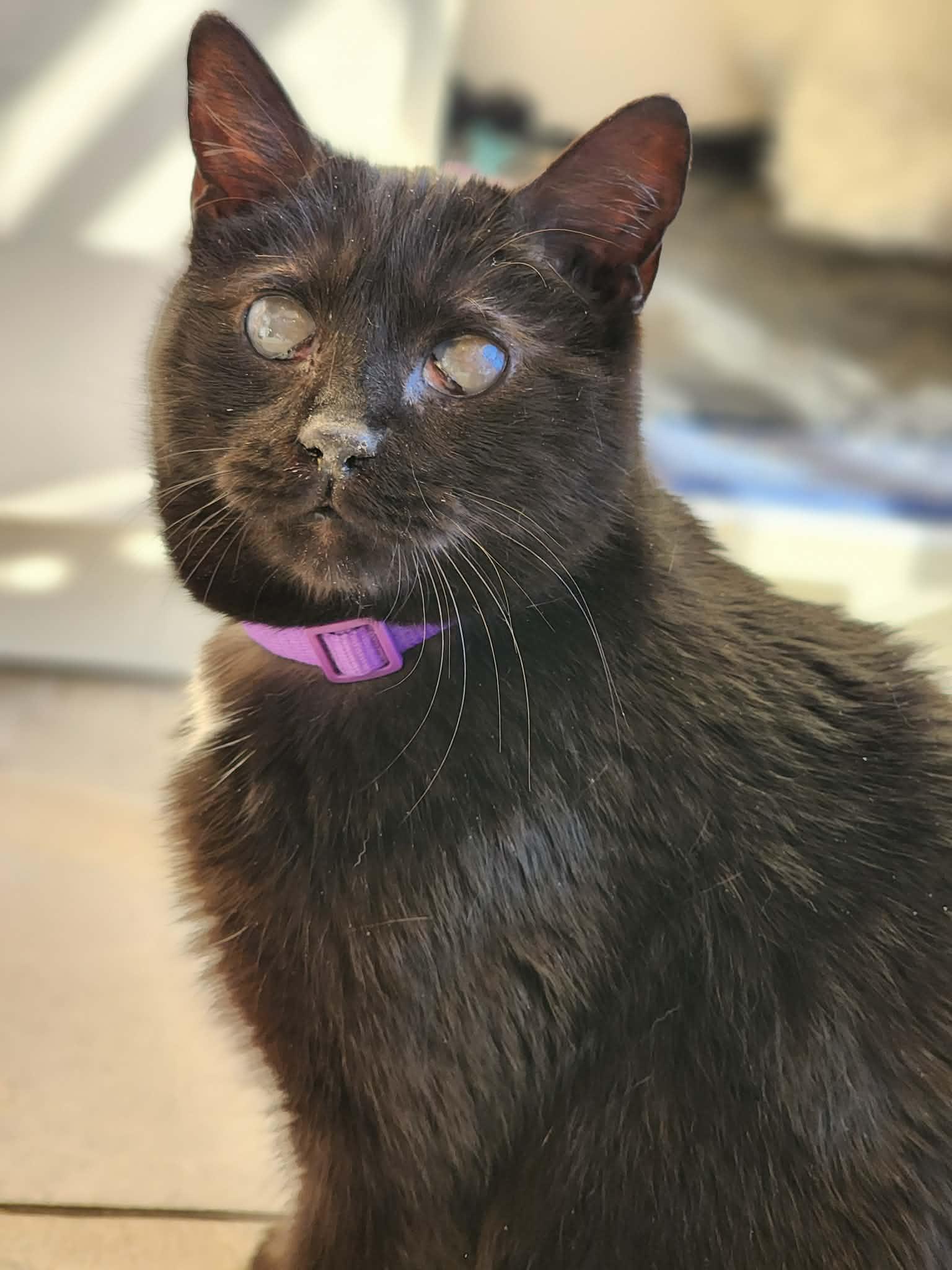 Enlarge Maya, a Adoptable Domestic Short Hair in Sterling, VA image 4/6