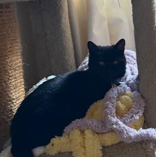 Enlarge Maya, a Adoptable Domestic Short Hair in Sterling, VA image 6/6