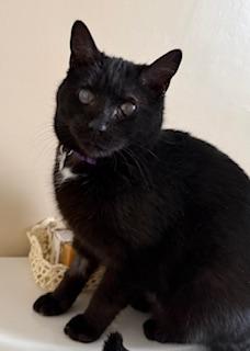 Maya, Adoptable, Adult Female Domestic Short Hair.