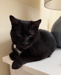 Enlarge Maya, a Adoptable Domestic Short Hair in Sterling, VA image 2/6