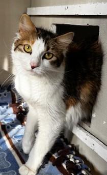 Miffy, adoptable, Adult Female Domestic Medium Hair.