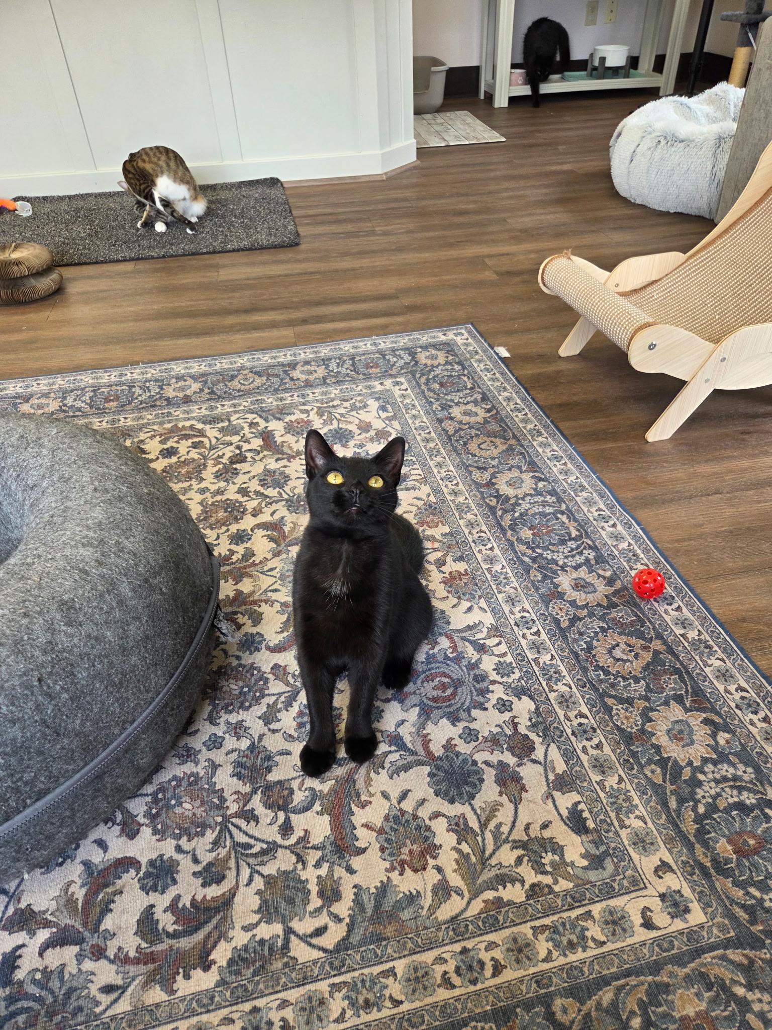 Enlarge Mocha, a Adopted Domestic Short Hair in Grosse Ile, MI image 2/4