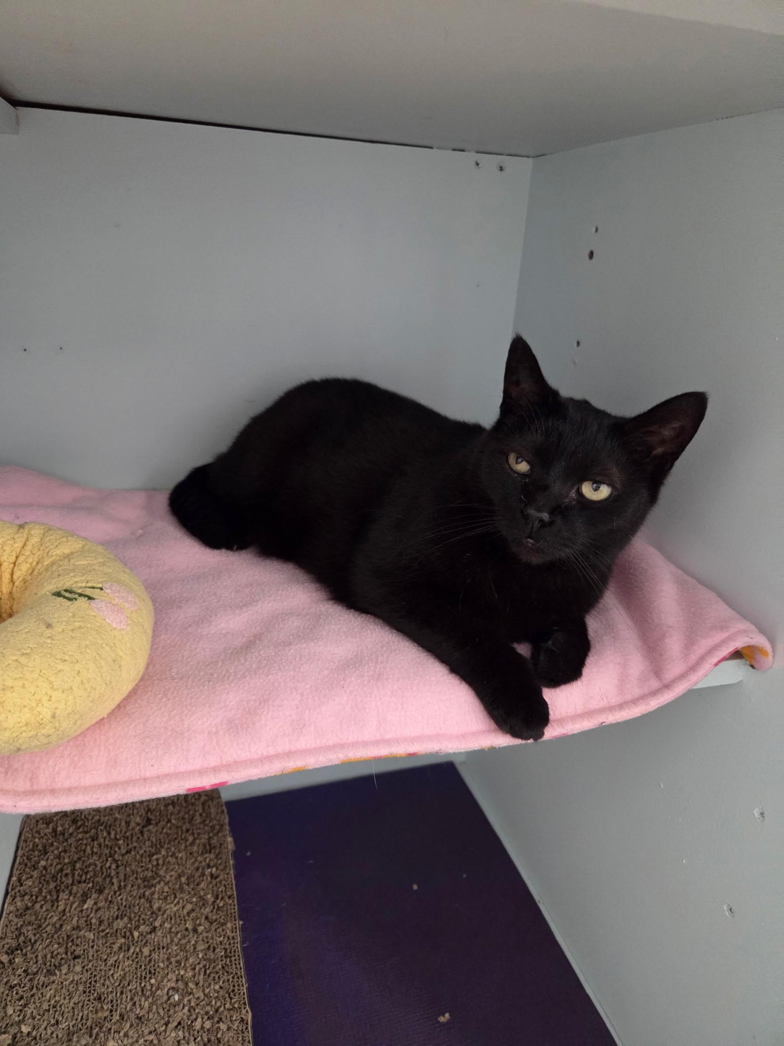 Enlarge Mocha, a Adopted Domestic Short Hair in Grosse Ile, MI image 3/4