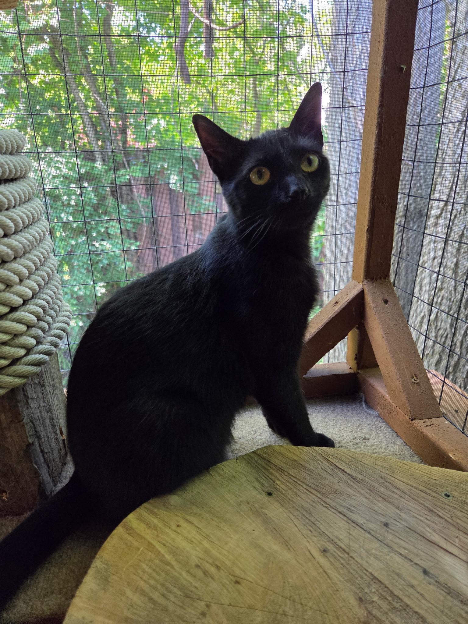 Enlarge Mocha, a Adopted Domestic Short Hair in Grosse Ile, MI image 4/4