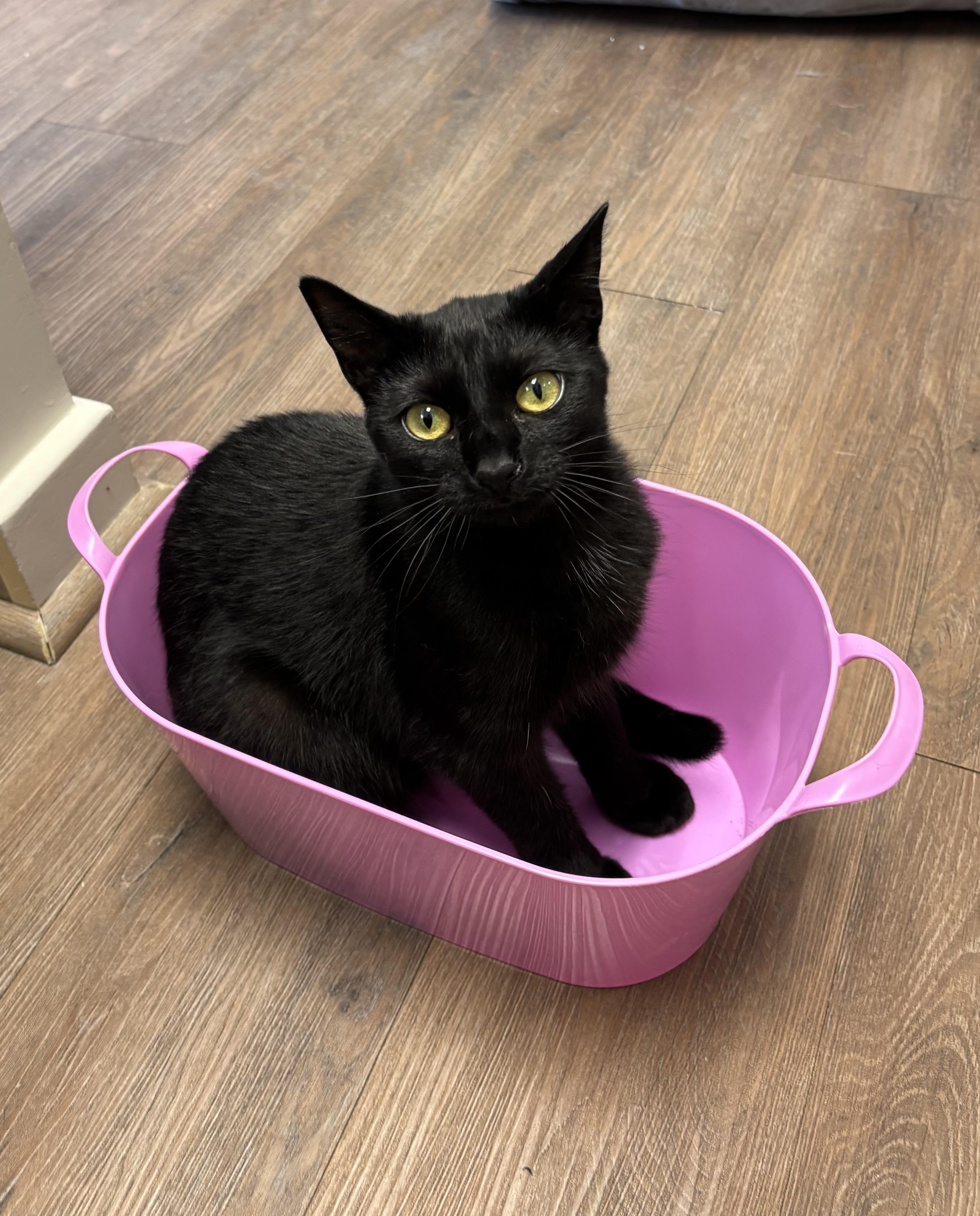 Mocha, Adopted, Young Female Domestic Short Hair.