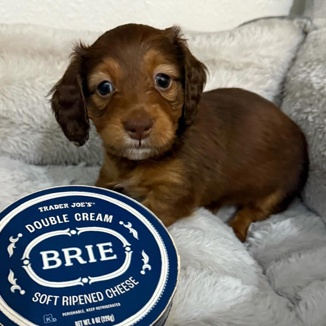 Brie
