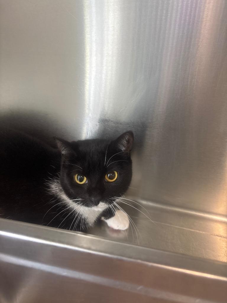 Lily 2.0, Adoptable, Young Female Domestic Medium Hair.
