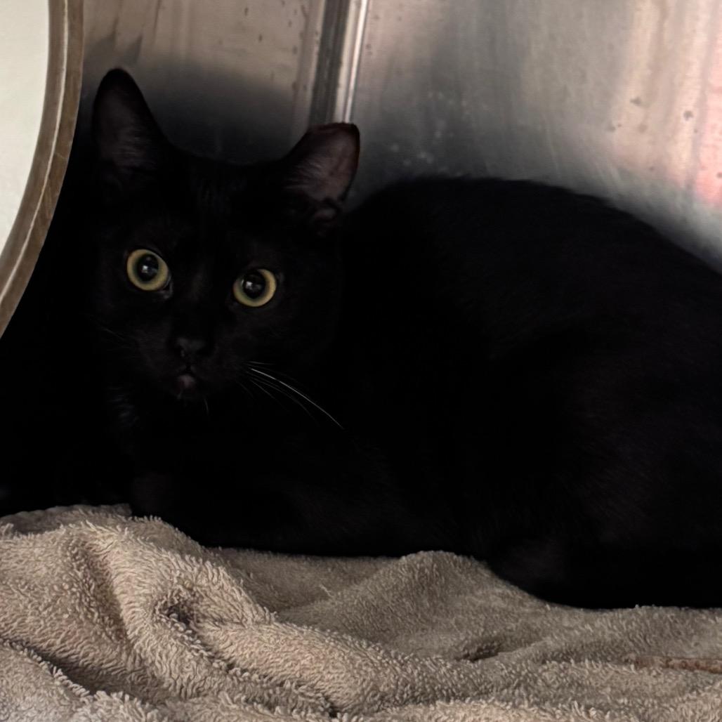 Jade, Adoptable, Young Female Domestic Short Hair.