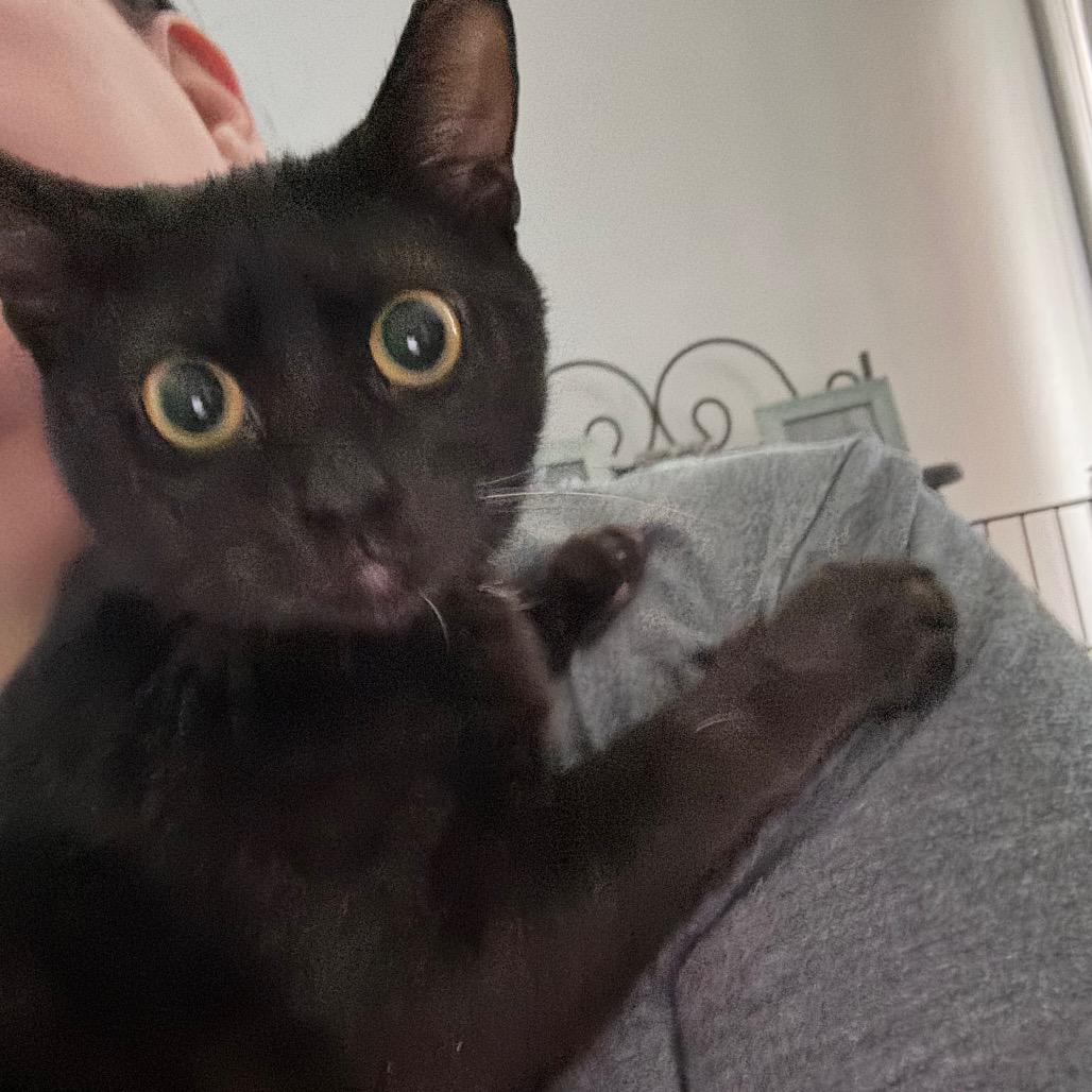 Enlarge Jade, a Adoptable Domestic Short Hair in TITUSVILLE, FL image 2/6