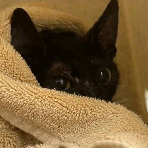 Enlarge Jade, a Adoptable Domestic Short Hair in TITUSVILLE, FL image 3/6