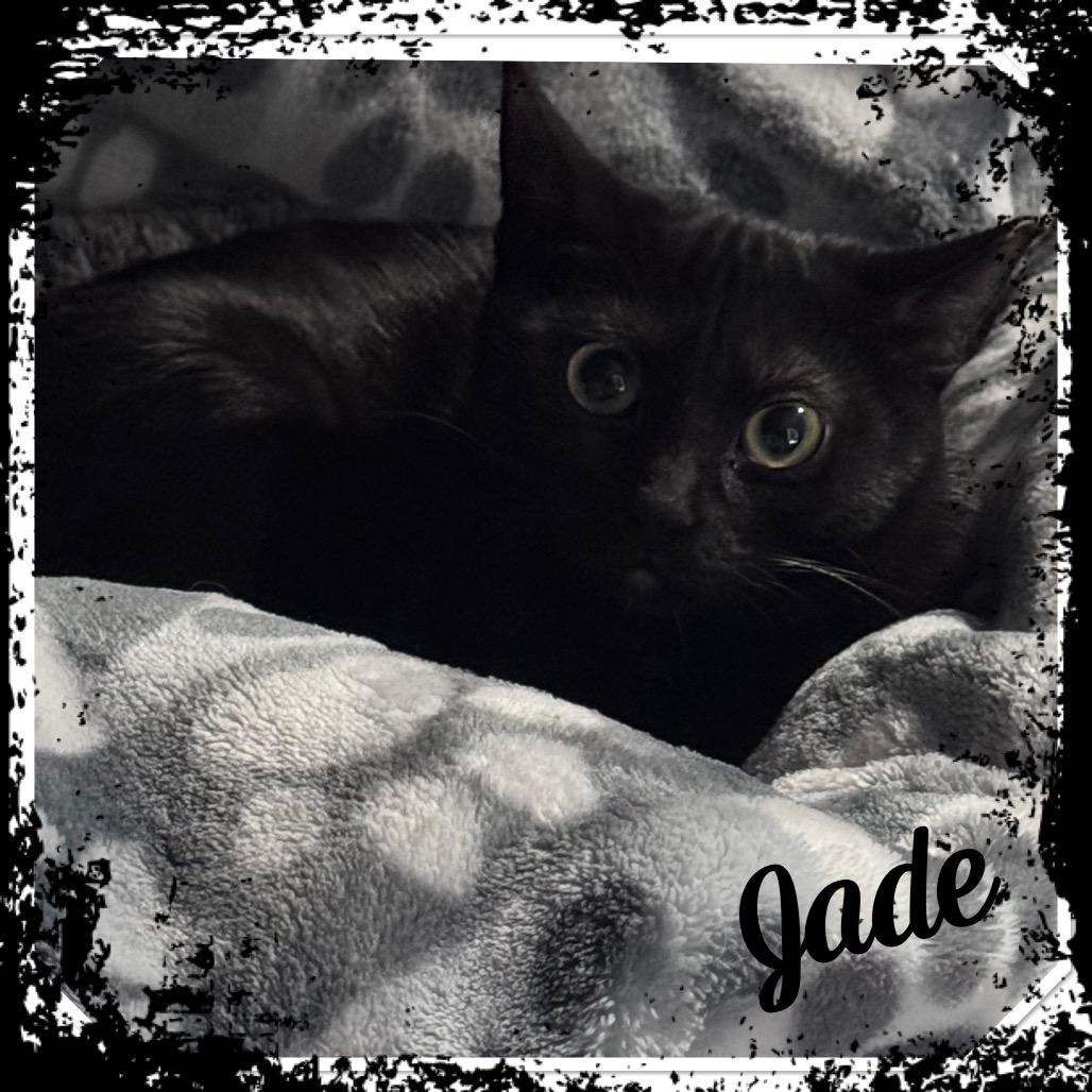 Enlarge Jade, a Adoptable Domestic Short Hair in TITUSVILLE, FL image 4/6