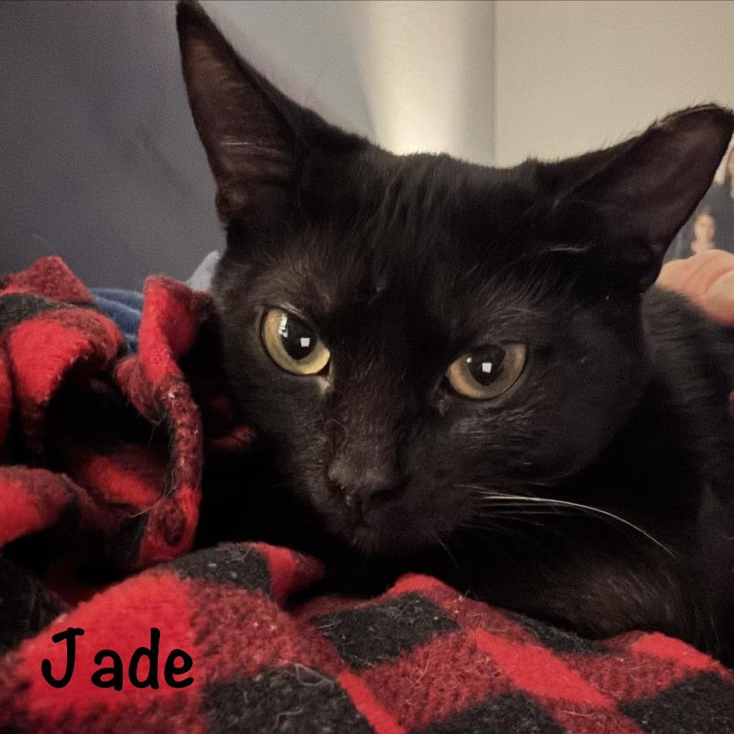 Enlarge Jade, a Adoptable Domestic Short Hair in TITUSVILLE, FL image 5/6