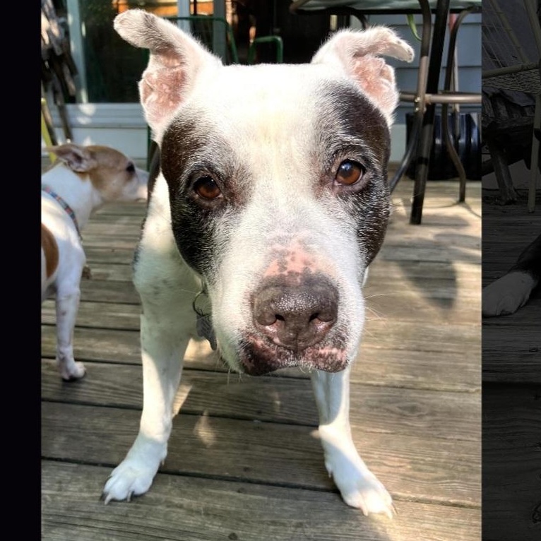 BETTY & BOOTSY (BONDED SENIOR SISTERS)