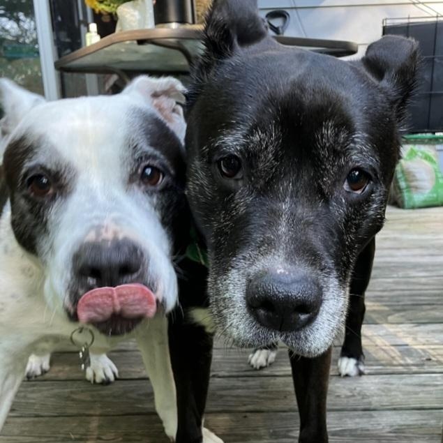 BETTY & BOOTSY (BONDED SENIOR SISTERS)