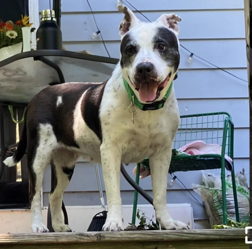 BETTY & BOOTSY (BONDED SENIOR SISTERS)
